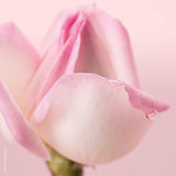 Nuxe Toning Lotion with Rose Petals